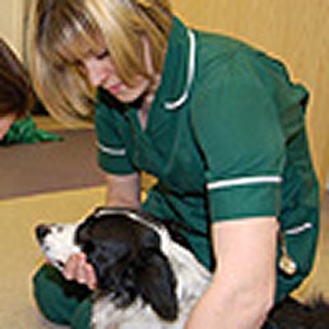 Computer-based testing for veterinary nurses