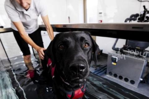 Black labrador in a hydrotherapy session