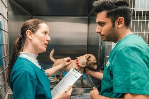 two veterinary professionals - one holding a clip board and both stroking a dog