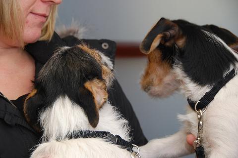 Two dogs chatting