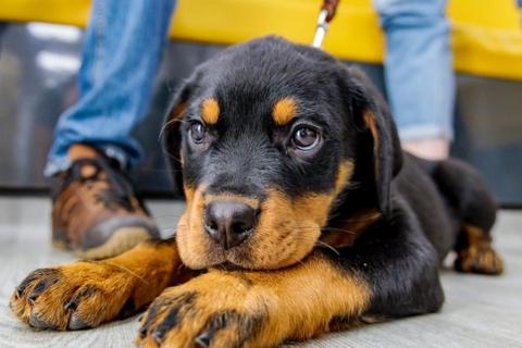 Rottweiler puppy 
