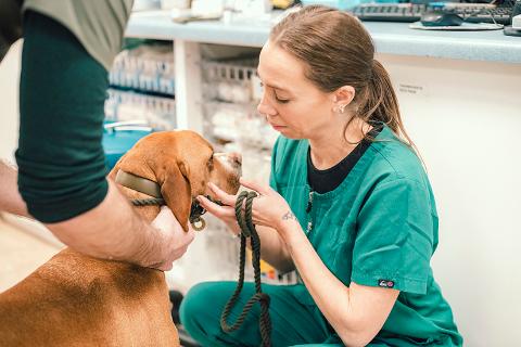 Veterinary nurse examining a dog