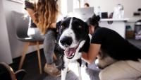 A vet examines a black and white dog while the owner watches