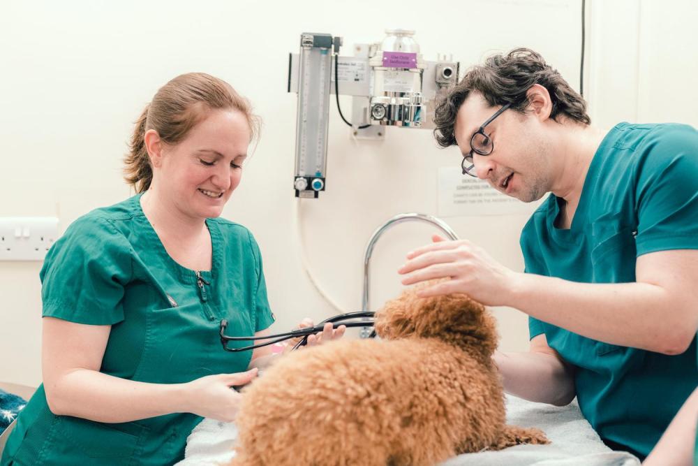 Two vet nurses give a dog a check up
