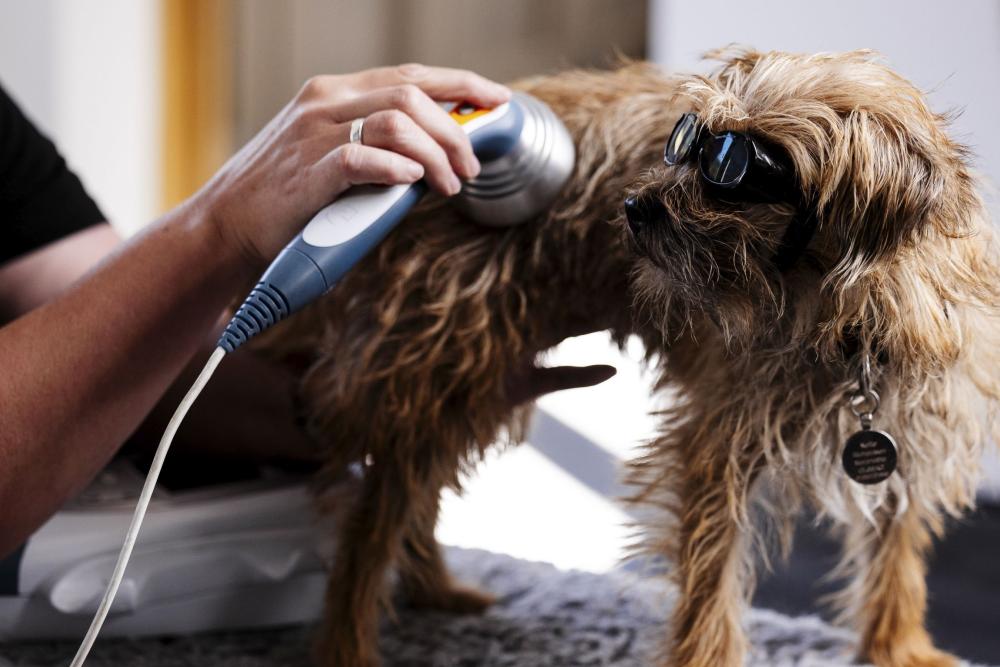 Small brown dog wearing protected goggles being treated with a handheld device