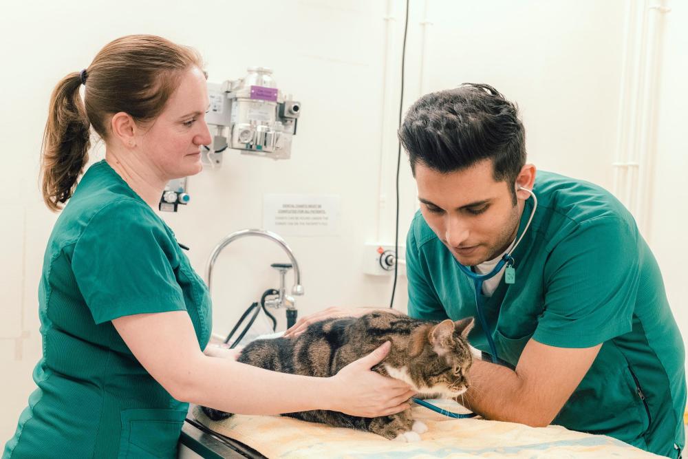 Two vet nurses listen to a cat's chest