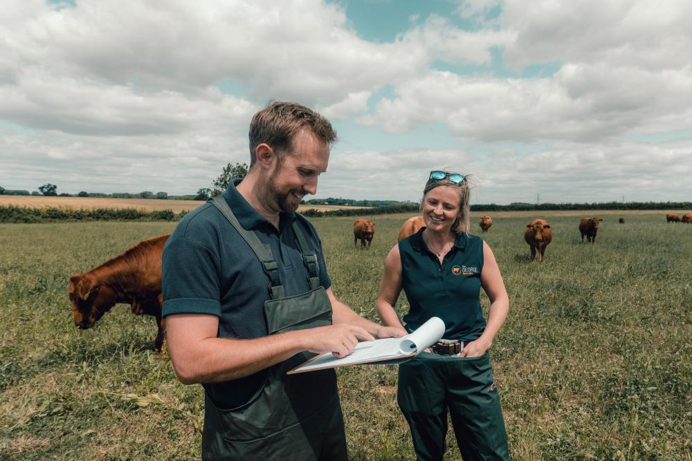 Two farm vets work together in a  field of cows