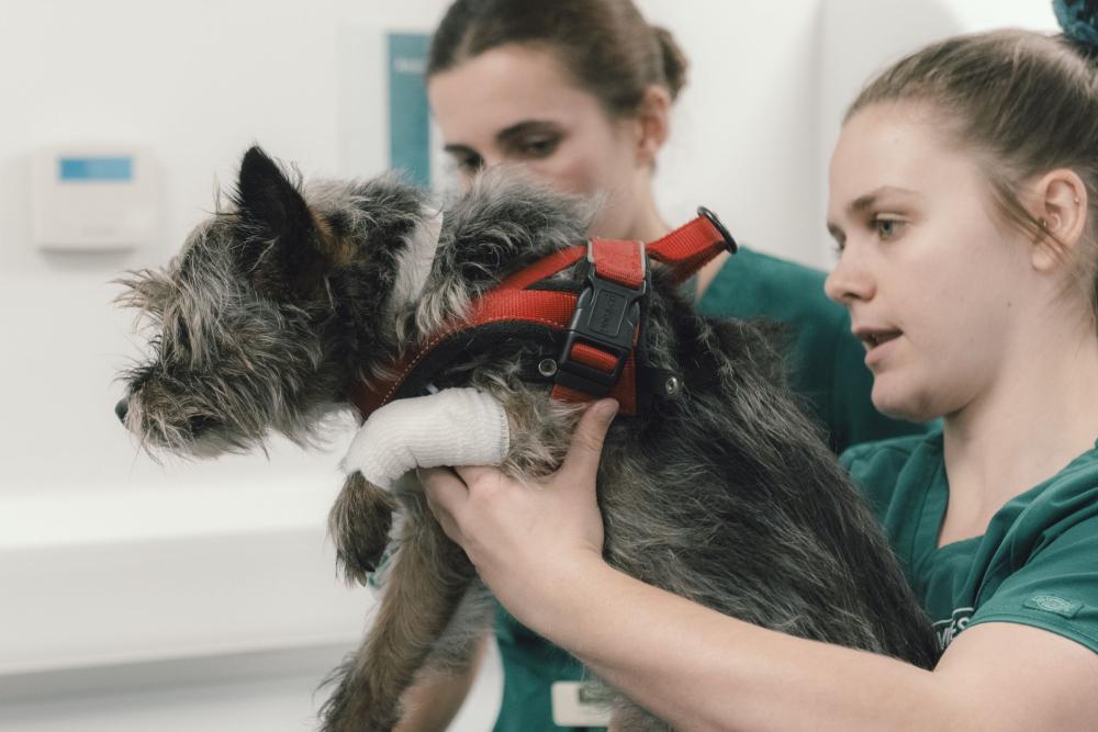 Two veterinary professionals treating a small brown dog in a clinic