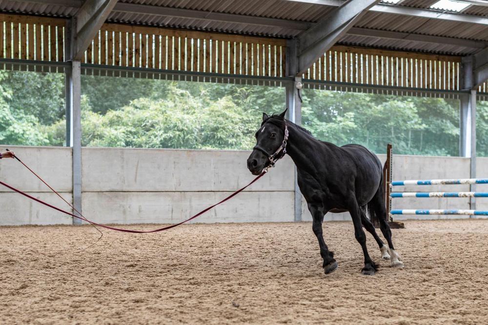 Vet training a horse