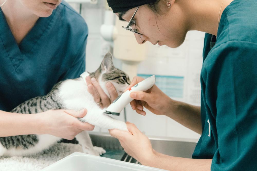 Vet shaves cat's arm