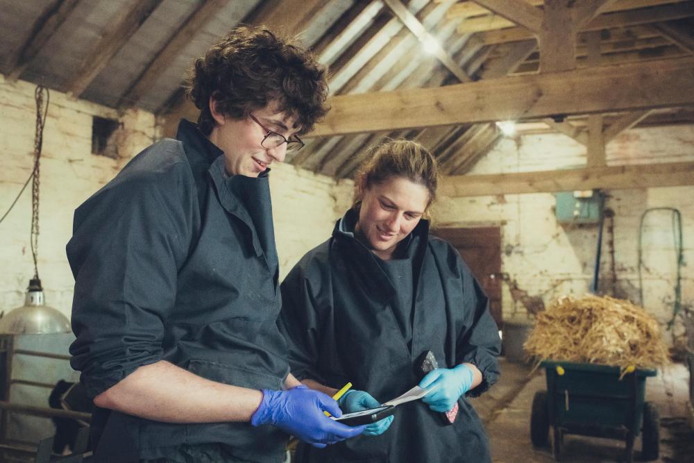 Two farm vets looking at a clipboard in a barn