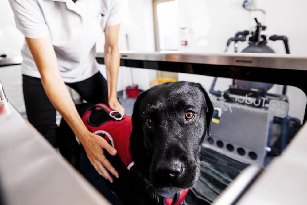 A black Labrador undergoing hydrotherapy on an underwater treadmill, supported by a therapist in a clinical setting.
