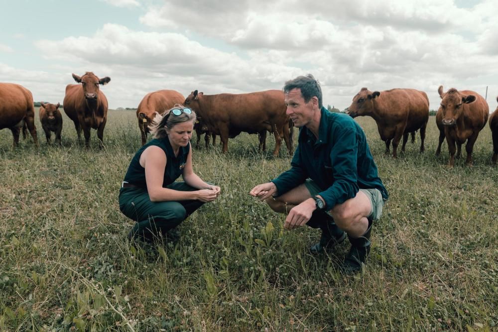Two farm vets crouch in a field of cows