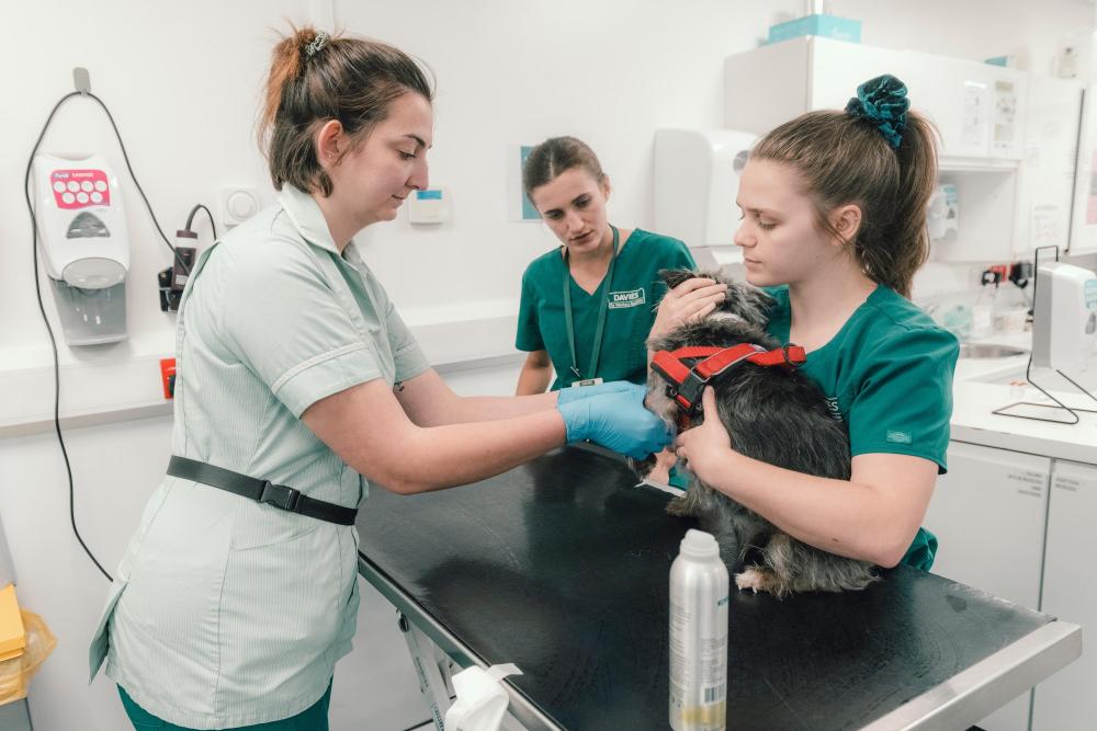 Three vet nurses examine a dog