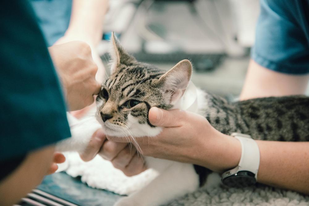 Grey tabby cat on treatment table