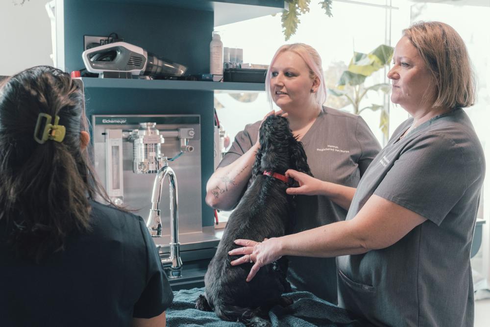 Two veterinary nurses treating a black spaniel