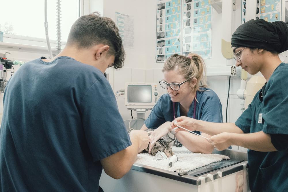 Two females and one male veteriary professiobal treating a cat