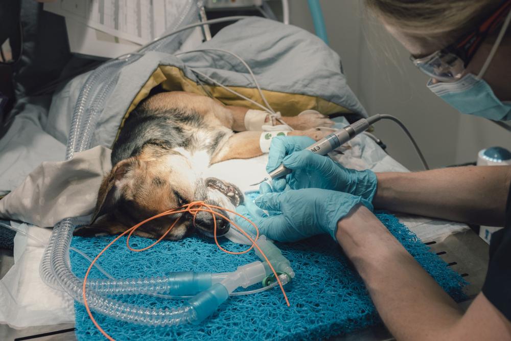 A female vet operating on a brown dog