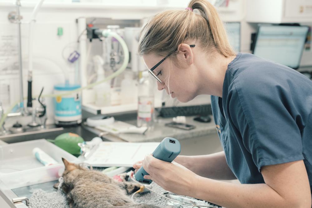 A female vet nurse carrying out a procedure on a cat