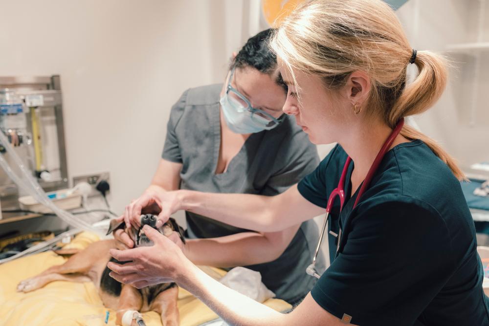 A veterinary surgeon and a veterinary nurse examining a dog