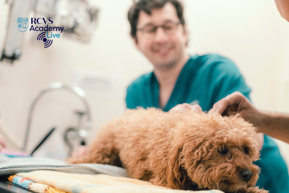 Dog being examined