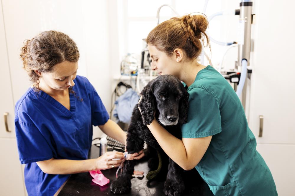 Vet and vet nurse treat a dog
