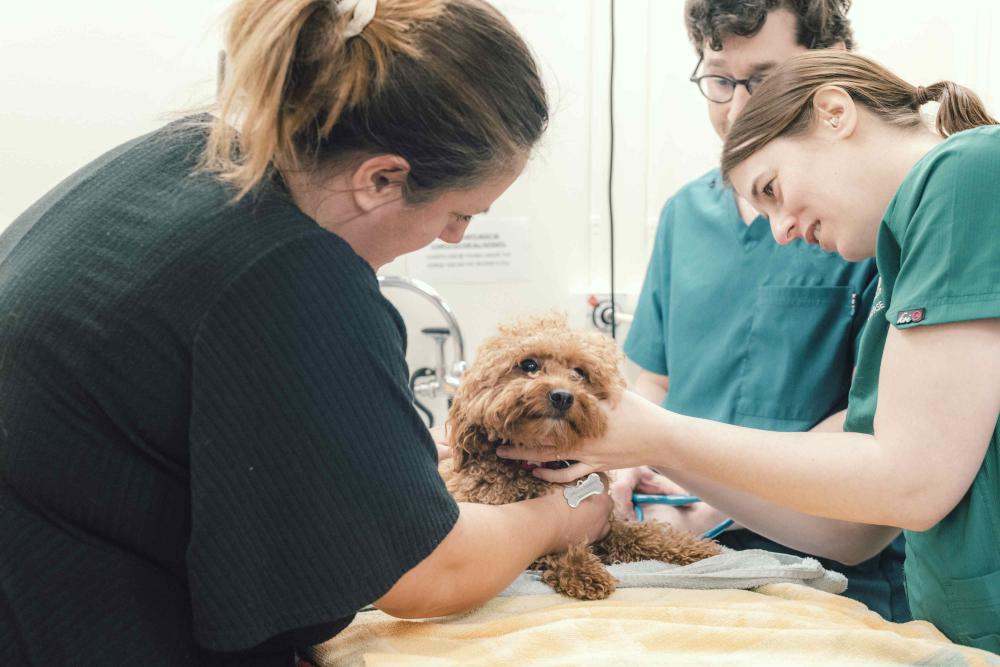 Photograph showing a veterinary team examining a small curly-haired dog on an examination table. Two women and a man in clinical attire support and inspect dog, with bright clinic equipment visible in background.
